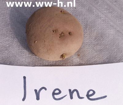 Irene A 28 / 35 per kilo 2,50