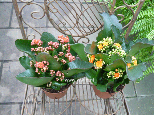 Kalanchoë Midi 1,49 ; 2 voor 2,50