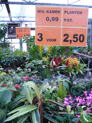 Aanbiedingstafel met kamerplanten 3 planten v.a. 2,50