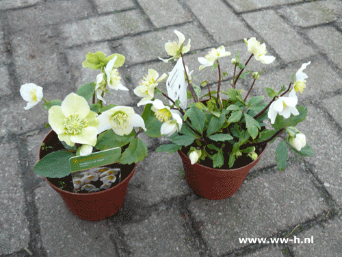 Helleborus niger kerstroos - Klik op de afbeelding om het venster te sluiten