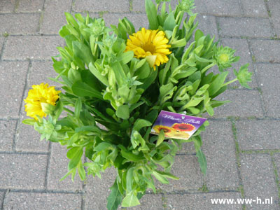 Kokardebloem gaillardia 2,99 Kokardebloem gaillardia 2,99