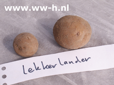 Lekkerlander A 28 / 35 per kilo 2,50