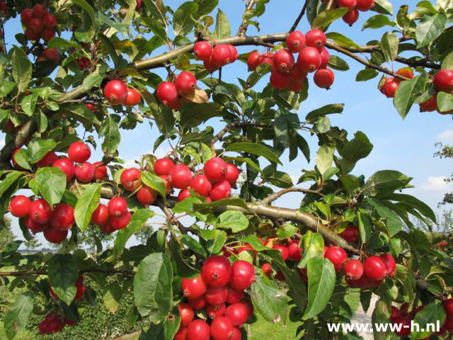 Malus 'Red Sentinel' Sierappel - Klik op de afbeelding om het venster te sluiten