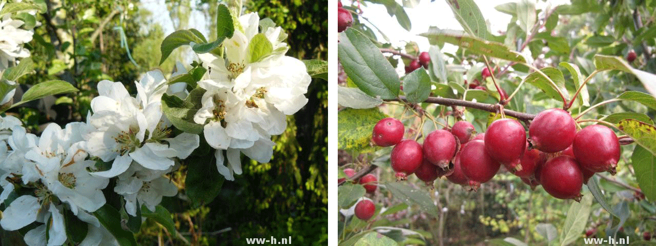 Malus 'Anne Marie'