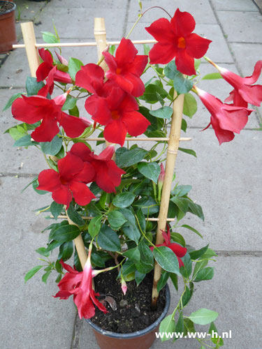 Mandevilla sanderi hybrid SUNDAVILLA RED ( 'Sunmandecrim') - Klik op de afbeelding om het venster te sluiten