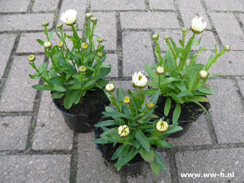 Margriet 1,50 Margriet 1,50