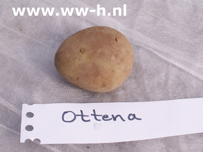 Ottena A 35 / 50 per kilo 2,50