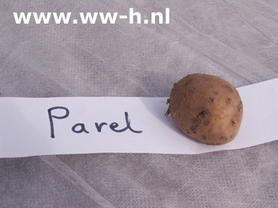 Parel A 28 / 40 per kilo 2,50