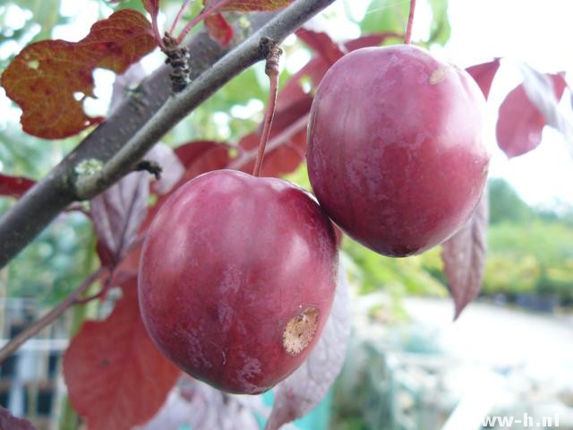 Prunus cerasifera 'Trailblazer' - Klik op de afbeelding om het venster te sluiten