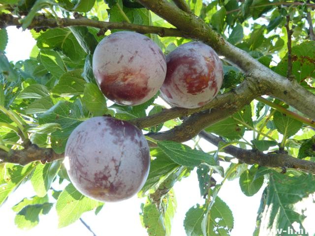 Prunus domestica 'Rheine Claude d'Althan' - Klik op de afbeelding om het venster te sluiten