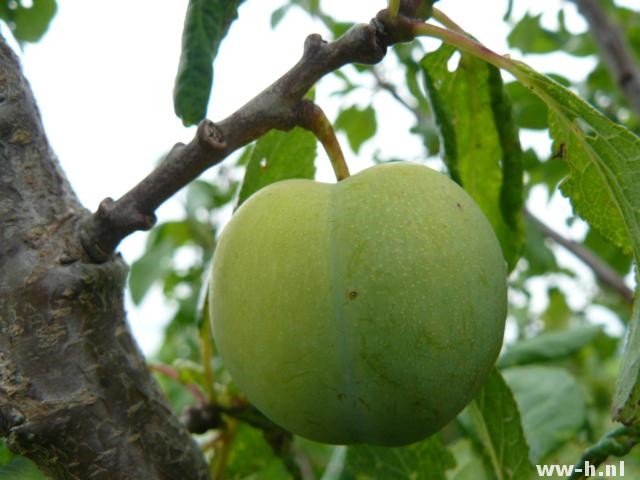 Prunus domestica 'Rheine Claude Verte' - Klik op de afbeelding om het venster te sluiten