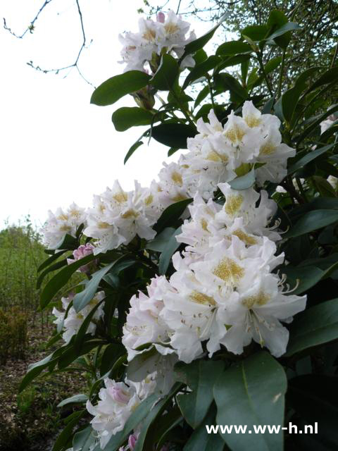 Rhododendron in assortiment 8.99 - Klik op de afbeelding om het venster te sluiten