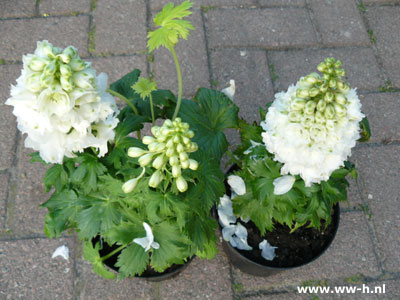 Ridderspoor 2,99 Ridderspoor 2,99