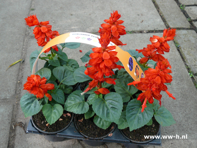Salvia sixpack 2,50 ; 3 voor 6,00 Salvia sixpack 2,50 ; 3 voor 6,00