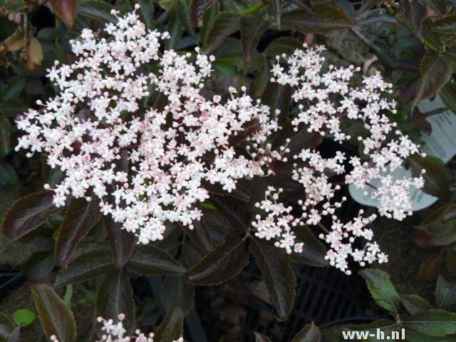 Sambucus nigra 'Guincho Purple' Sambucus nigra 'Guincho Purple'