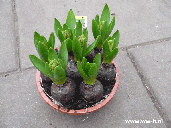Schaal hyacinthen