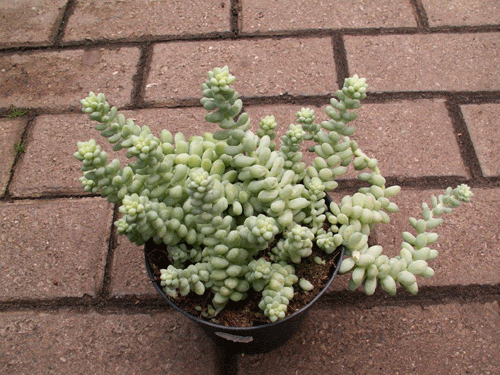 Sedum 1 99 ; 2 voor 3,00