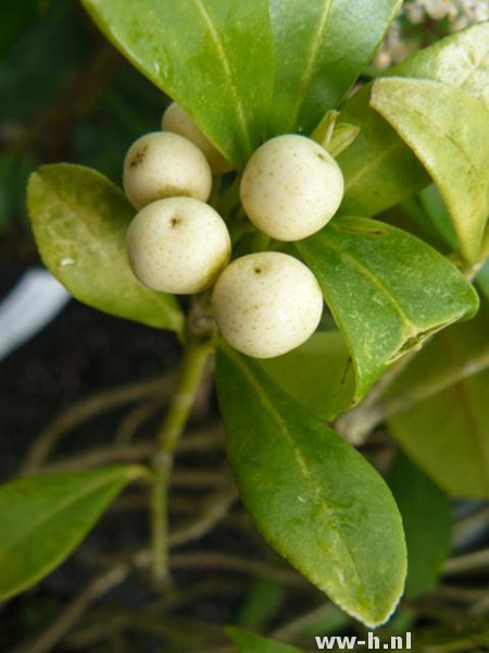 Skimmia japonica 'Kew White'