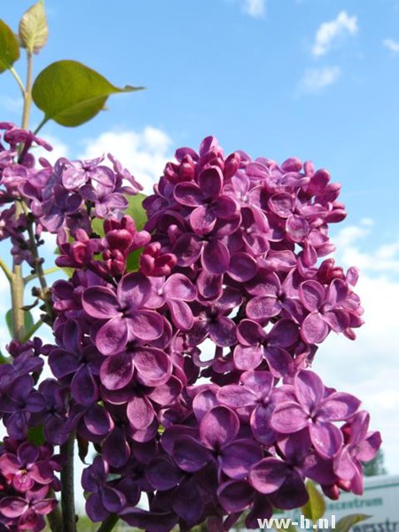 Syringa vulgaris 'Charles Joly'