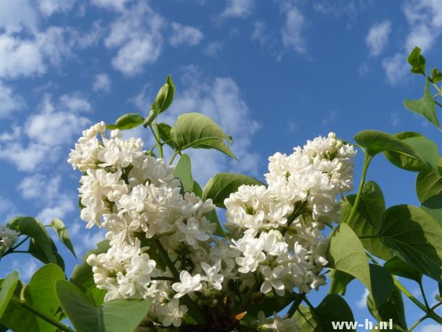 Syringa vulgaris 'Mme. Lemoine'