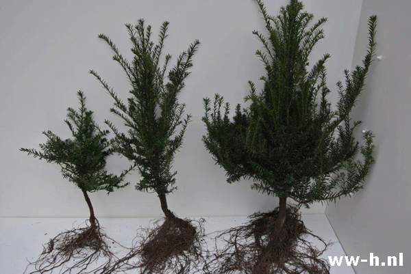 Taxus baccata