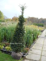 A Taxus vanaf 1,50