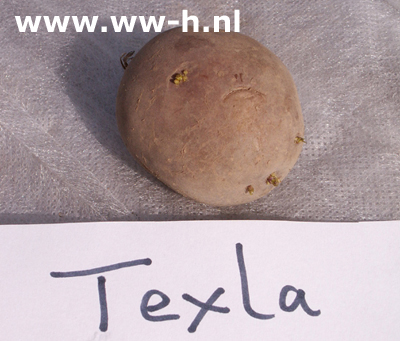 Texla A 28 / 50 per kilo 2,50