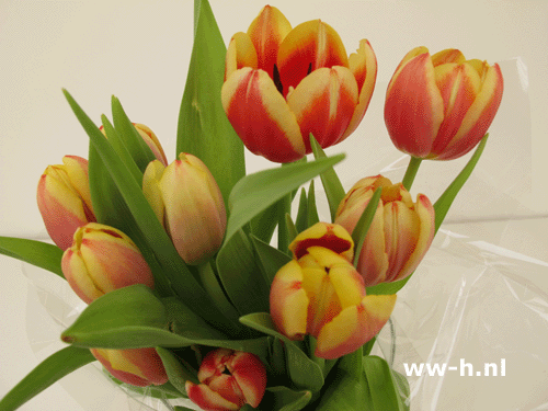 Tulpen bos 2,99 ; 2 voor 5,00