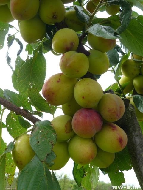 Prunus domestica 'Victoria' - Klik op de afbeelding om het venster te sluiten