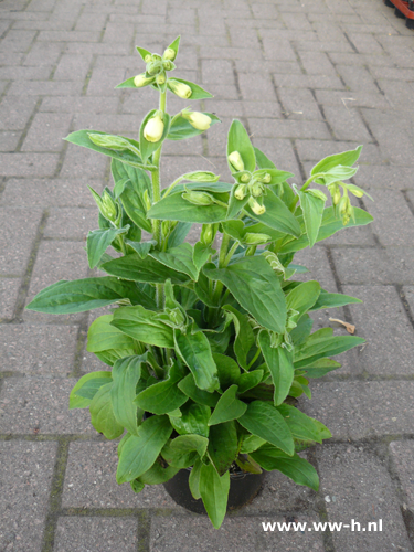 Vingerhoedskruid 2,99 Vingerhoedskruid 2,99