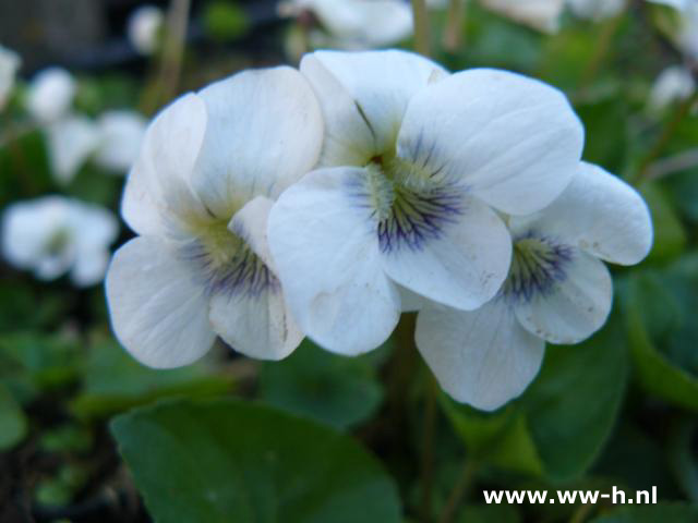 Viola sororia 'Albiflora' - Klik op de afbeelding om het venster te sluiten