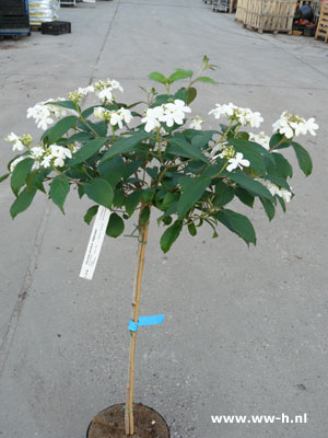 Viburnum plicatum 'Watanabe ' - Klik op de afbeelding om het venster te sluiten