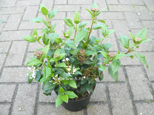 Viburnum tinus ( Sneeuwbal )